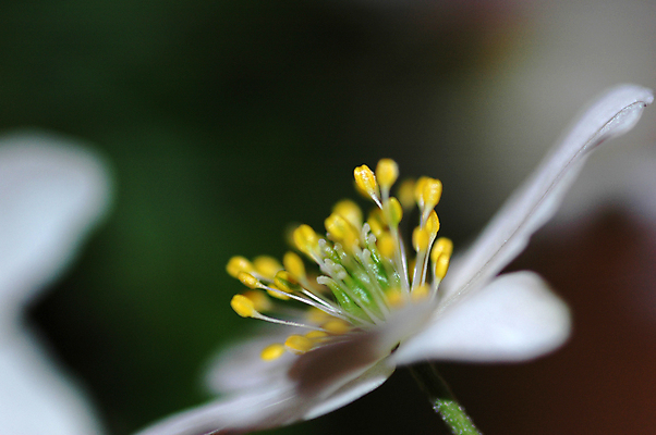 포토 JPG 해외이미지 식물 계절 꽃 유럽 여행 잎 자연 노르웨이 풍경 사람없음 야외 초록색 여름 노란색 봄 성장 벚꽃 흰색 오픈 독약 개화 닫기 숲 수집 냄새 꽃가루 부드러움 땅바닥 아네모네 해외포토 나라 컬러 모션 바닥 감각 가루 생태계 파일형식 이미지허브