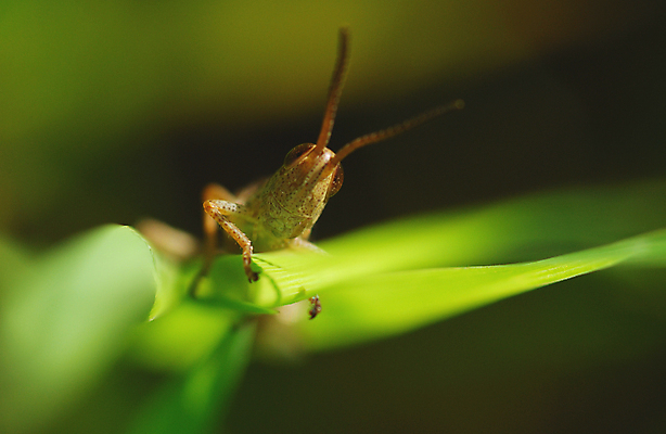 포토 JPG 해외이미지 응시 줄기 밭 앉기 사람없음 침대 뜨거움 메뚜기 나방 해외포토 식물 시선 가구 곤충 농업 모션 파일형식 이미지허브