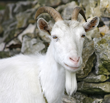 포토 JPG 해외이미지 동물 1 응시 밭 자연 염소 뿔 초원 사람없음 초록색 여름 농장 검은색 우유 흰색 닫기 시력 외양간 총구 해외포토 시선 계절 컬러 농업 포유류 모션 유제품 생태계 파일형식 이미지허브
