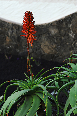 포토 JPG 해외이미지 식물 꽃 줄기 잎 오렌지 자연 건강 종류 사람없음 야외 치료 빨간색 초록색 맑음 벚꽃 도움 뜨거움 가시 가득함 피부 원예 날카로움 영양 상록수 내추럴 알로에 이국적 진실 해외포토 컬러 컨셉 과일 의학 날씨 취미 신체부위 생태계 파일형식 이미지허브