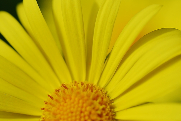 포토 JPG 해외이미지 꽃 사람없음 태양 노란색 닫기 데이지 해외포토 자연요소 식물 컬러 모션 파일형식 이미지허브