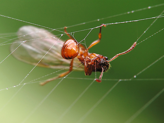 포토 JPG 해외이미지 식물 곤충 날개 자연 사람없음 야외 빨간색 초록색 잡기 닫기 거미줄 개미 해외포토 동물 컬러 모션 생태계 파일형식 이미지허브