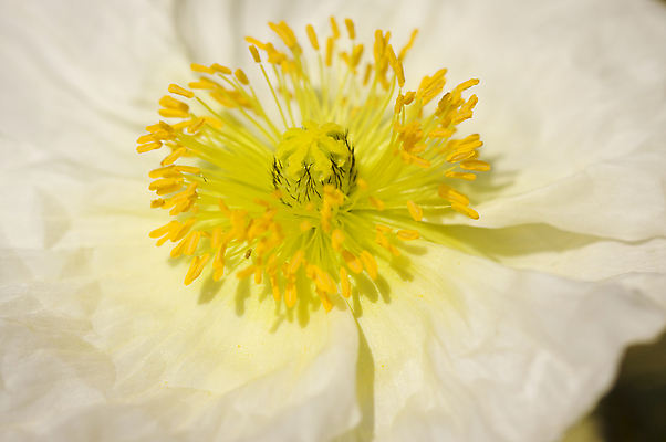 포토 JPG 해외이미지 식물 꽃잎 꽃 백그라운드 자연 아이슬란드 사람없음 햇빛 뷰티 노란색 정원 봄 벚꽃 흰색 닫기 원예 슛 양귀비 꽃수술 해외포토 계절 유럽 컬러 모션 취미 태양 생태계 파일형식 이미지허브