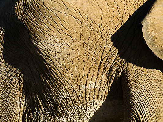 포토 JPG 해외이미지 동물 야생동물 백그라운드 아프리카 코끼리 건조 동물원 사람없음 주름 사파리 피부 질감 귀 노화 해외포토 나라 컨셉 포유류 신체부위 파일형식 이미지허브