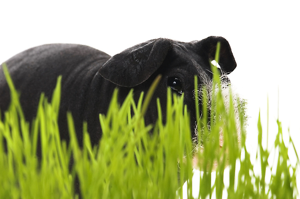 포토 JPG 해외이미지 한마리 사람없음 아웃포커스 검은색 기니피그 해외포토 1 컬러 포유류 촬영기법 파일형식 이미지허브