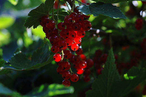 포토 JPG 해외이미지 식물 라이프스타일 열매 음식 잎 농업 다이어트 과일 재료 장신구 자연 디저트 건강 노르웨이 사람없음 빨간색 초록색 여름 정원 저녁식사 신선 최고 달콤 맛 먹기 오브젝트 유기농 날것 부드러움 비타민 내추럴 건포도 채식주의자 해외포토 웰빙 계절 유럽 산업 컬러 컨셉 모션 포도 생활 식사 감각 생태계 채식 건과일 영양소 파일형식 이미지허브