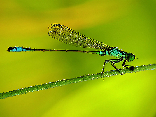 포토 JPG 해외이미지 식물 동물 공원 야생동물 곤충 백그라운드 잎 절지류 신체 날개 자연 휴식 생물 사람없음 야외 초록색 파란색 컬러풀 환경 정원 놀람 봄 자유 용 투명 해충 벌레 잠자리 날씬함 속도 동물상 해외포토 계절 공공시설 감정 컬러 컨셉 표정 조형물 몸매 생태계 파일형식 이미지허브