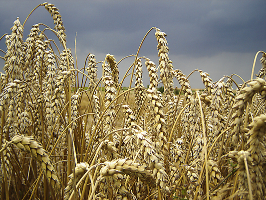 포토 JPG 해외이미지 빵 밭 옥수수 사람없음 낟알 시리얼 해외포토 음식 농업 곡류 파일형식 이미지허브