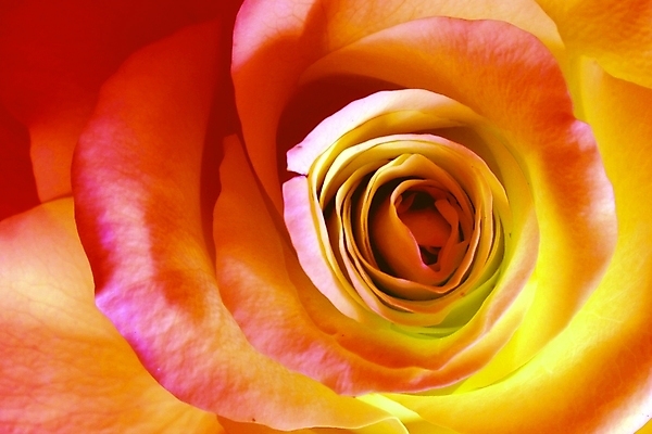 포토 JPG 해외이미지 식물 계절 꽃잎 꽃 분홍색 꽃다발 결혼 백그라운드 잎 꽃무늬 자연 벽지 휴가 사람없음 초록색 여름 파란색 뷰티 장미 정원 벚꽃 축하 신용카드 개화 만족 그림 질감 내추럴 해외포토 감정 컬러 컨셉 무늬 이벤트 금융 생태계 파일형식 이미지허브