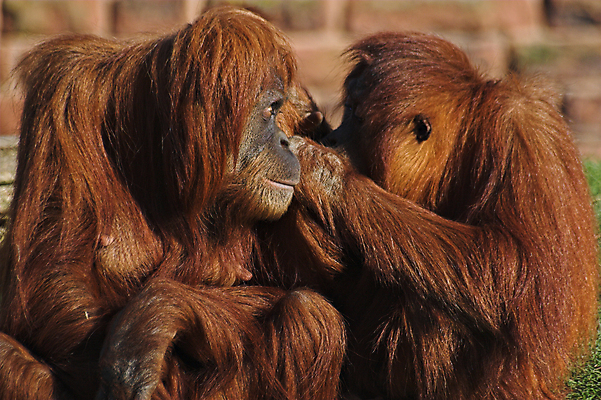 포토 JPG 해외이미지 동물 응시 얼굴 야생동물 포유류 생물 동물원 사람없음 친구 우정 슬픔 원숭이 고독 인도네시아 멸종 유인원 몸단장 말레이시아 우울감 우울증 해외포토 시선 감정 아시아 관계 신체부위 질병 파일형식 이미지허브