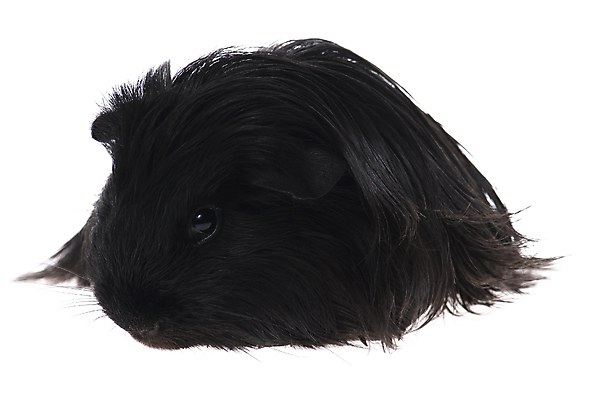 포토 JPG 해외이미지 한마리 사람없음 검은색 기니피그 해외포토 1 컬러 포유류 파일형식 이미지허브