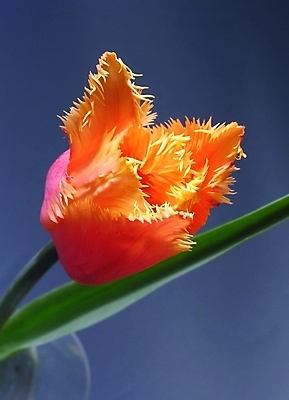 포토 JPG 해외이미지 식물 디자인 계절 꽃잎 꽃 백그라운드 잎 꽃무늬 오렌지 자연 종류 사람없음 야외 여름 빛 컬러풀 태양 뷰티 정원 봄 낭만 튤립 벚꽃 개화 닫기 묘사 내추럴 해외포토 자연요소 컬러 컨셉 무늬 과일 모션 생태계 파일형식 이미지허브