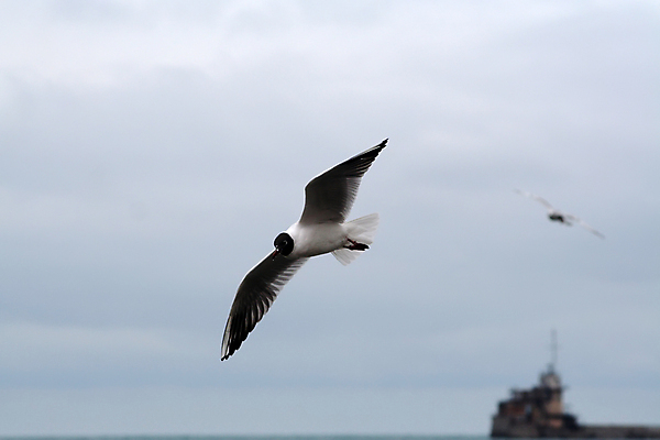 포토 JPG 해외이미지 바다 날개 갈매기 조류 하늘 사람없음 머리 항구 꼬리 부리 포트 흐림 계산서 설치 해외포토 동물 교통시설 날씨 신체부위 파일형식 이미지허브