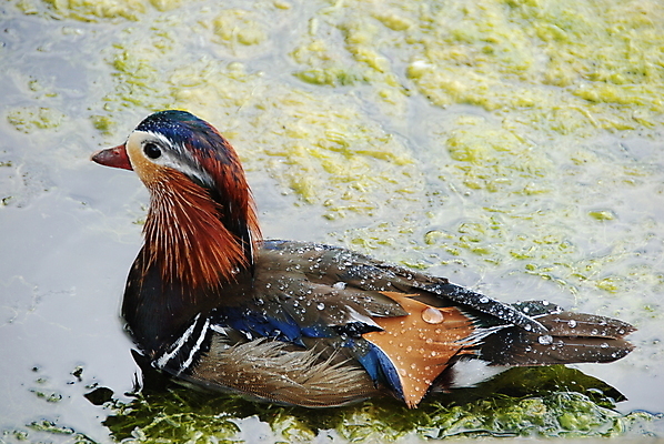 포토 JPG 해외이미지 조류 영국 오리 사람없음 빨간색 초록색 물 런던 해외포토 자연요소 동물 유럽 컬러 파일형식 이미지허브