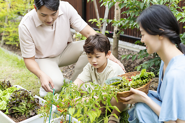 포토 JPG 주간 전신 응시 여자 남자 행복 어린이 가족 들기 소년 상반신 성인 야외 앞모습 옆모습 세명 30대 소쿠리 한국인 가족라이프 웅크림 쌈채소 텃밭 홈파밍 자급자족라이프 국내포토 자연요소 라이프스타일 시선 감정 뷰포인트 밭 채소 관계 모션 사람 동양인 장년 바구니 농사 파일형식