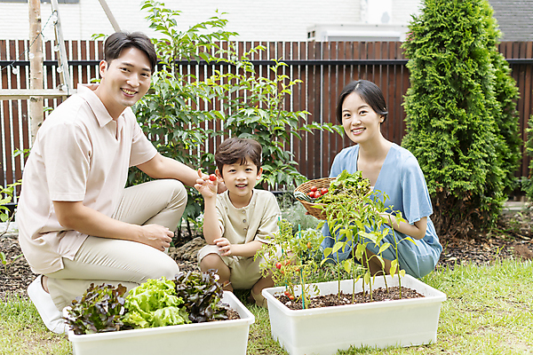 포토 JPG 주간 전신 응시 여자 남자 행복 어린이 가족 미소 들기 소년 성인 야외 앞모습 옆모습 세명 30대 소쿠리 한국인 가족라이프 웅크림 쌈채소 텃밭 홈파밍 자급자족라이프 국내포토 자연요소 라이프스타일 시선 감정 뷰포인트 밭 채소 관계 모션 표정 사람 동양인 장년 바구니 농사 파일형식