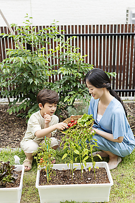 포토 JPG 주간 전신 응시 여자 남자 행복 어린이 가족 들기 소년 성인 야외 두명 앞모습 옆모습 30대 소쿠리 한국인 가족라이프 웅크림 쌈채소 텃밭 홈파밍 자급자족라이프 아들바보 국내포토 모자관계 자연요소 라이프스타일 시선 감정 아들 뷰포인트 밭 채소 관계 모션 엄마 사람 동양인 장년 바구니 농사 파일형식