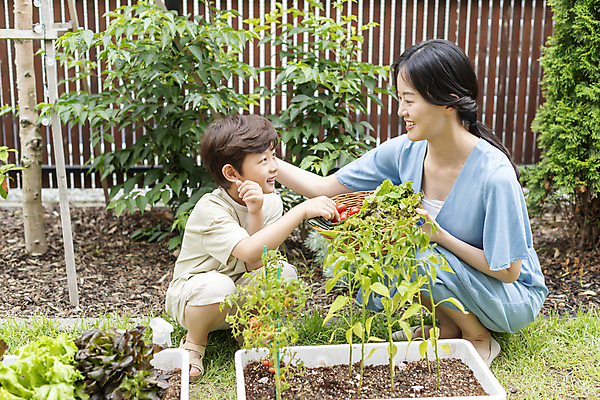 포토 JPG 주간 전신 여자 남자 행복 어린이 가족 들기 소년 성인 야외 두명 앞모습 옆모습 30대 소쿠리 마주보기 한국인 가족라이프 웅크림 쌈채소 텃밭 쓰다듬기 홈파밍 자급자족라이프 아들바보 국내포토 모자관계 자연요소 라이프스타일 감정 아들 뷰포인트 밭 채소 관계 모션 엄마 사람 동양인 장년 바구니 농사 파일형식