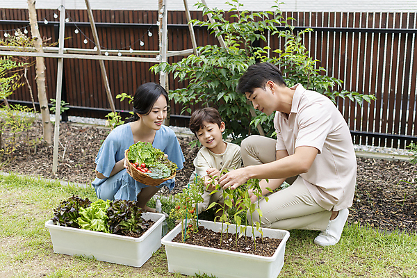 포토 JPG 주간 전신 응시 여자 남자 행복 어린이 가족 미소 들기 소년 성인 야외 앞모습 옆모습 세명 30대 소쿠리 한국인 가족라이프 웅크림 쌈채소 텃밭 홈파밍 자급자족라이프 국내포토 자연요소 라이프스타일 시선 감정 뷰포인트 밭 채소 관계 모션 표정 사람 동양인 장년 바구니 농사 파일형식