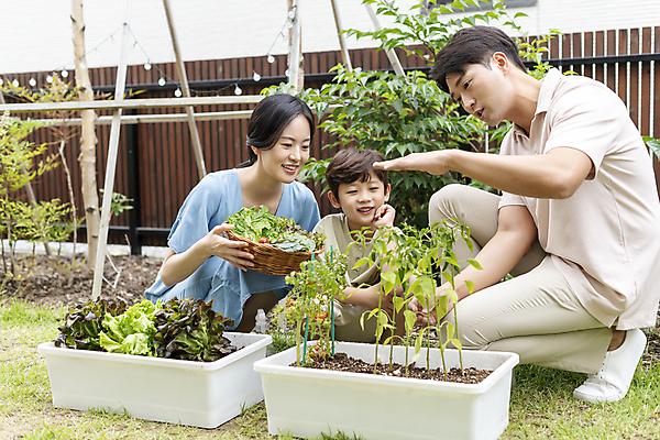 포토 JPG 주간 전신 응시 여자 남자 행복 어린이 가족 미소 들기 손짓 소년 성인 야외 앞모습 옆모습 세명 30대 소쿠리 한국인 가족라이프 웅크림 쌈채소 텃밭 홈파밍 자급자족라이프 국내포토 자연요소 라이프스타일 시선 감정 뷰포인트 밭 채소 관계 모션 표정 사람 동양인 장년 바구니 농사 파일형식