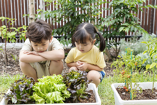 포토 JPG 주간 응시 여자 남자 어린이 가족 남매 소녀 소년 상반신 야외 두명 앞모습 한국인 가족라이프 웅크림 쌈채소 텃밭 어린이만 홈파밍 자급자족라이프 국내포토 자연요소 라이프스타일 시선 뷰포인트 밭 채소 관계 모션 사람 동양인 농사 파일형식