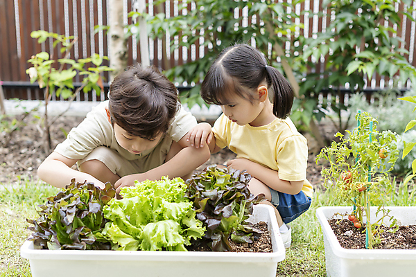 포토 JPG 주간 응시 여자 남자 어린이 가족 남매 소녀 소년 상반신 야외 두명 앞모습 옆모습 한국인 가족라이프 웅크림 쌈채소 텃밭 어린이만 홈파밍 자급자족라이프 국내포토 자연요소 라이프스타일 시선 뷰포인트 밭 채소 관계 모션 사람 동양인 농사 파일형식
