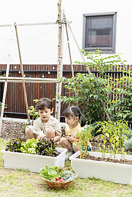 포토 JPG 주간 전신 응시 여자 남자 어린이 가족 남매 들기 소녀 소년 상반신 야외 두명 앞모습 옆모습 소쿠리 한국인 가족라이프 물주기 웅크림 쌈채소 텃밭 어린이만 홈파밍 자급자족라이프 국내포토 자연요소 라이프스타일 시선 뷰포인트 밭 채소 관계 모션 사람 동양인 바구니 농사 파일형식
