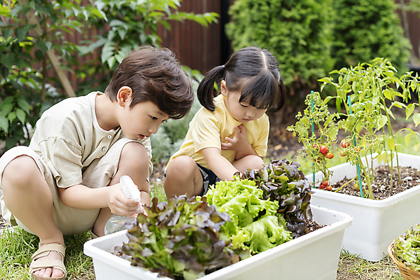 포토 JPG 주간 전신 응시 여자 남자 어린이 가족 남매 소녀 소년 상반신 야외 두명 앞모습 옆모습 물뿌리개 한국인 가족라이프 물주기 웅크림 쌈채소 텃밭 어린이만 홈파밍 자급자족라이프 국내포토 자연요소 라이프스타일 시선 뷰포인트 밭 채소 관계 모션 사람 동양인 농사 파일형식