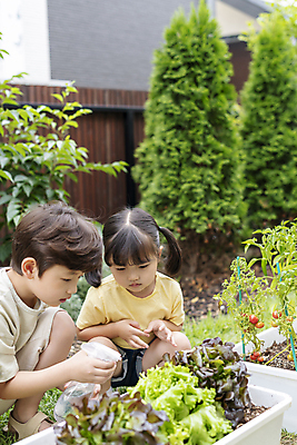 포토 JPG 주간 전신 응시 여자 남자 어린이 가족 남매 들기 소녀 소년 상반신 야외 두명 앞모습 옆모습 물뿌리개 한국인 가족라이프 물주기 웅크림 쌈채소 텃밭 어린이만 홈파밍 자급자족라이프 국내포토 자연요소 라이프스타일 시선 뷰포인트 밭 채소 관계 모션 사람 동양인 농사 파일형식