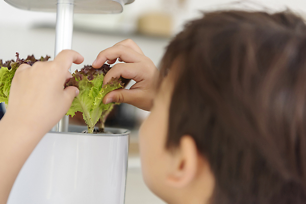 포토 JPG 남자 아들 어린이 가족 실내 한명 근접촬영 소년 상반신 뒷모습 아웃포커스 기계 만지기 한국인 가족라이프 상추 소년한명만 홈파밍 자급자족라이프 국내포토 1 라이프스타일 뷰포인트 채소 관계 모션 촬영기법 사람 동양인 내부 농사 남자한명만 소년만 파일형식
