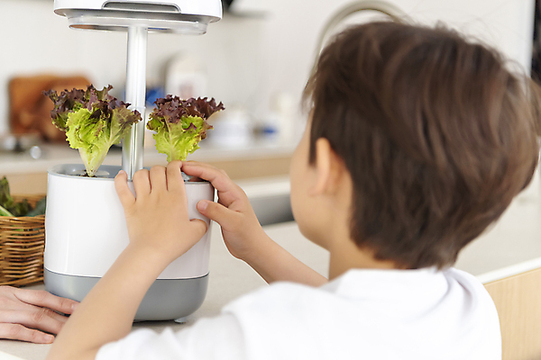 포토 JPG 손 남자 행복 아들 어린이 가족 실내 한명 소년 상반신 뒷모습 아웃포커스 신체부위 기계 만지기 한국인 가족라이프 상추 소년한명만 홈파밍 자급자족라이프 국내포토 1 라이프스타일 감정 뷰포인트 채소 관계 모션 촬영기법 사람 동양인 내부 농사 남자한명만 소년만 파일형식