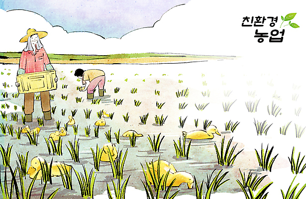 전신 PSD 구름 부부 여자 남자 중년 농업 여러마리 일러스트 오리 논 들기 두명 농사 벼 농촌 농부 친환경 귀농 벼농사 모내기 농업인의날 중년만 국내일러스트 자연요소 직업 커플 기념일 산업 다수 모션 조류 곡류 사람 성인 환경 시골 성인만 파일형식