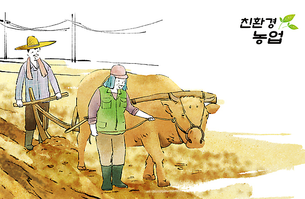 전신 PSD 부부 여자 남자 중년 밭 농업 일러스트 서기 두명 농사 농촌 잡기 소 농부 친환경 귀농 농업인의날 밭갈기 밭갈이 쟁기 쟁기갈이 중년만 국내일러스트 직업 커플 기념일 산업 포유류 모션 사람 성인 환경 시골 성인만 파일형식