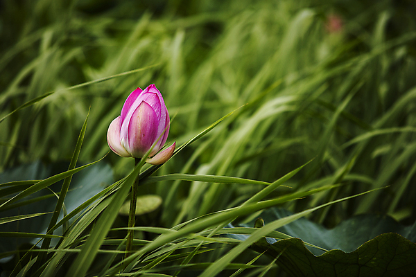 포토 JPG 주간 자연 연꽃 사람없음 야외 아웃포커스 충청남도 꽃봉오리 당진 국내포토 자연요소 꽃 촬영기법 생태계 충청도 파일형식