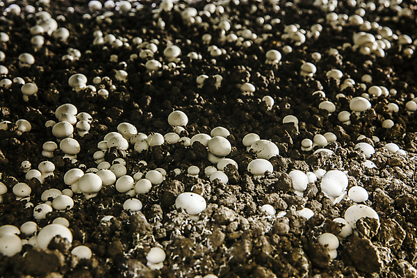 포토 JPG 실내 사람없음 충청남도 양송이 버섯농장 버섯재배 부여 국내포토 내부 농장 버섯 충청도 파일형식