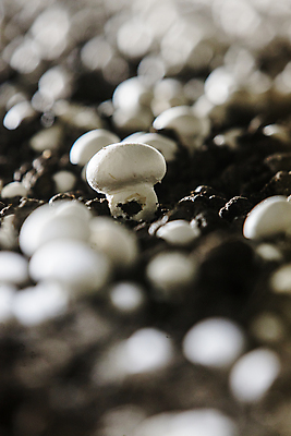 포토 JPG 실내 사람없음 아웃포커스 소프트포커스 충청남도 양송이 버섯농장 버섯재배 부여 국내포토 촬영기법 내부 농장 버섯 충청도 파일형식