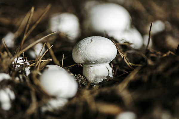 포토 JPG 실내 근접촬영 사람없음 아웃포커스 소프트포커스 충청남도 양송이 버섯농장 버섯재배 부여 국내포토 뷰포인트 촬영기법 내부 농장 버섯 충청도 파일형식