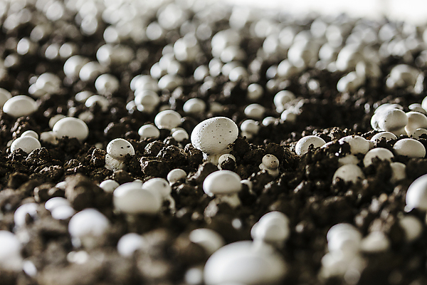 포토 JPG 실내 사람없음 아웃포커스 소프트포커스 충청남도 양송이 버섯농장 버섯재배 부여 국내포토 촬영기법 내부 농장 버섯 충청도 파일형식