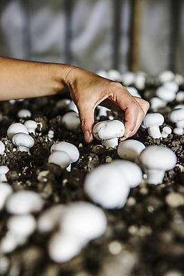 포토 JPG 손 실내 신체부위 잡기 소프트포커스 충청남도 양송이 버섯농장 버섯재배 부여 국내포토 모션 촬영기법 사람 내부 농장 버섯 충청도 파일형식