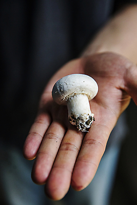 포토 JPG 손 실내 들기 아웃포커스 신체부위 충청남도 양송이 부여 국내포토 모션 촬영기법 사람 내부 버섯 충청도 파일형식