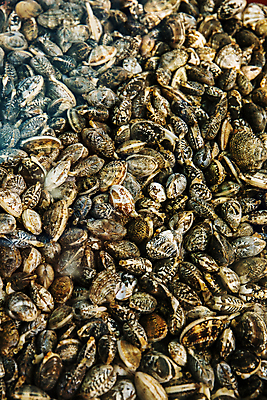 포토 JPG 사람없음 충청남도 가득함 바지락 홍성 국내포토 조개 충청도 파일형식