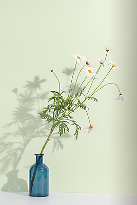 포토 JPG 국화 실내 그림자 사람없음 꽃병 감성 초록배경 국내포토 꽃 백그라운드 컨셉 내부 초록색 파일형식