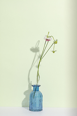 포토 JPG 꽃 유리병 실내 그림자 사람없음 감성 초록배경 국내포토 식물 백그라운드 컨셉 병_용기 내부 초록색 파일형식