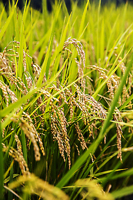 포토 JPG 주간 사람없음 야외 아웃포커스 벼 경기도 논밭 국내포토 여주시 자연요소 밭 곡류 한국 논 촬영기법 파일형식