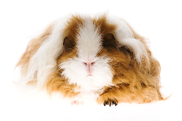 포토 JPG 해외이미지 한마리 사람없음 기니피그 해외포토 1 포유류 파일형식 이미지허브