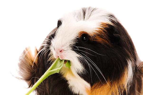 포토 JPG 해외이미지 한마리 잎 사람없음 먹기 기니피그 해외포토 식물 1 포유류 모션 파일형식 이미지허브