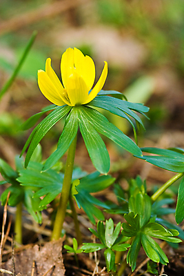 포토 JPG 해외이미지 식물 1 꽃잎 꽃 잎 사람없음 세로 초록색 갈색 노란색 벚꽃 꽃수술 해외포토 컬러 파일형식 이미지허브