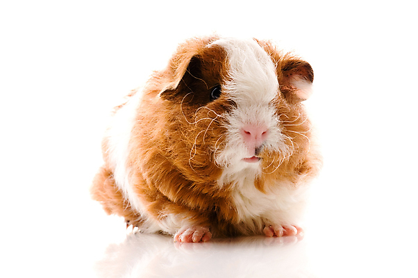 포토 JPG 해외이미지 한마리 사람없음 기니피그 해외포토 1 포유류 파일형식 이미지허브