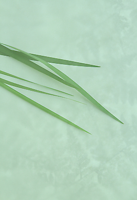 포토 JPG 해외이미지 선 백그라운드 패턴 곡선 추상 사람없음 세로 초록색 줄무늬 겹침 해외포토 컬러 무늬 파일형식 이미지허브