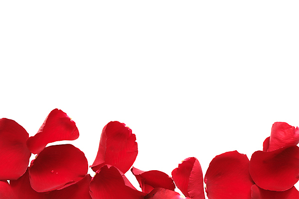 포토 JPG 해외이미지 식물 꽃잎 꽃 꽃무늬 휴가 프레임 사랑 사람없음 빨간색 장미 폭발 자르기 고립 국경 해외포토 감정 컬러 무늬 모션 파일형식 이미지허브